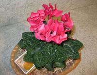 Cyclamen persicum - brambořík