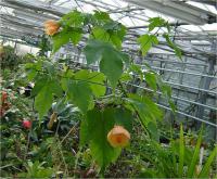 Abutilon hybridum - mračňák