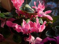 Brambořík - Cyclamen persicum