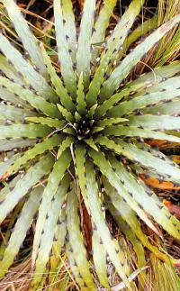 Puya