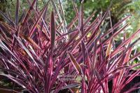 Cordyline australis 'Pink Passion' - dračinka australská