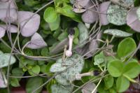 Ceropegia woodii ssp. woodii - svícník