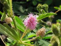 Mimosa pudica - citlivka stydlivá