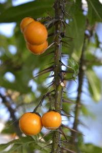Solanum atropurpureum - lilek