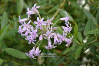 Tulbaghia fragrans - tulbaghia, pokojový česnek