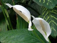 Spathiphyllum wallisii - lopatkovec Wallisův