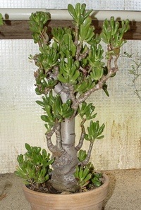 Crassula ovata f. monstrosa - tlustice