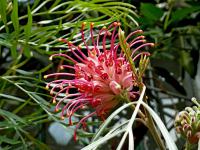 Grevillea Banksova (Grevillea banksii)