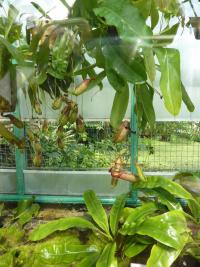 Láčkovka baňatá (Nepenthes alata)