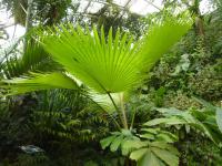 Pritchardia hillebrandii (Pritchardia hillebrandii)