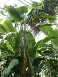 Strelície natalská (Strelitzia nicolai)