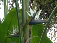 Strelície natalská (Strelitzia nicolai)