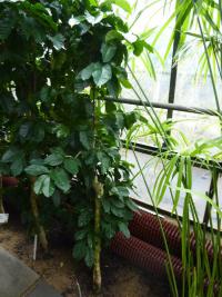 Kávovník arabský 'Catura' (Coffea arabica)