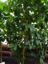 Kávovník arabský 'Nana' (Coffea arabica)