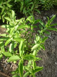 Stévie sladká 'Bertoni' (Stevia rebaudiana)