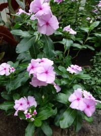 Barvínkovec růžový (Catharanthus roseus)