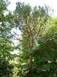 Borovice pinie (Pinus pinea)