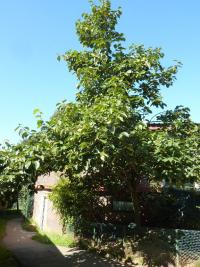 Tomel japonský (Diospyros kaki)