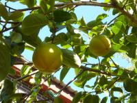 Tomel japonský (Diospyros kaki)