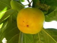 Tomel japonský (Diospyros kaki)