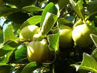 Tomel japonský (Diospyros kaki)