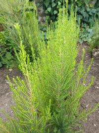 Vřesovec stromovitý (Erica arborea ssp alpina)