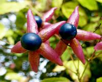 Blahokeř trojmý (Clerodendrum trichotomum var fargesii)