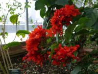Blahokeř (Clerodendrum splendens)