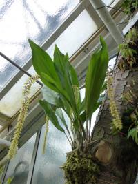 Dendrochilum (Dendrochilum latifolium)