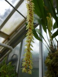 Dendrochilum (Dendrochilum latifolium)
