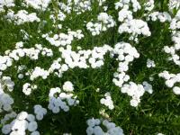 Řebříček bertrám 'Flore Pleno'