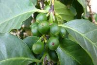 Kávovník arabský (Coffea arabica)