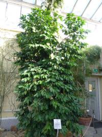 Kávovník arabský (Coffea arabica)