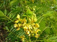 Kasie (Cassia hebecarpa)