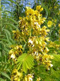 Kasie (Cassia hebecarpa)