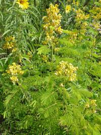 Kasie (Cassia hebecarpa)