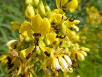 Kasie (Cassia hebecarpa)