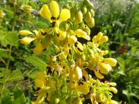 Kasie (Cassia hebecarpa)
