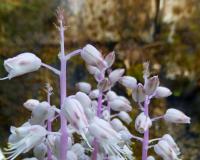 Lachenálie (Lachenalia latimerae)