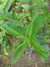 Stévie sladká (Stevia rebaudiana)