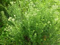 Stévie sladká (Stevia rebaudiana)