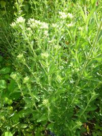 Stévie sladká (Stevia rebaudiana)