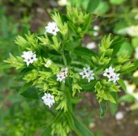 Stévie sladká (Stevia rebaudiana)