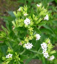 Stévie sladká (Stevia rebaudiana)