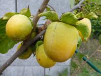 Tomel japonský (Diospyros kaki)