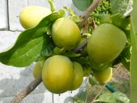 Tomel japonský (Diospyros kaki)