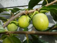 Tomel japonský (Diospyros kaki)