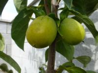 Tomel japonský (Diospyros kaki)