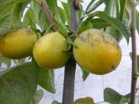 Tomel japonský (Diospyros kaki)