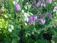 Dabécie kantabrijská (Daboecia cantabrica)